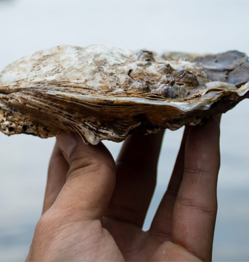 Photo of oyster in hand to illustrate How to open an oyster
