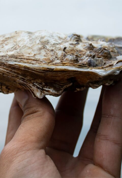 Photo of oyster in hand to illustrate How to open an oyster